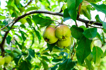 Apples on a branch of apple tree