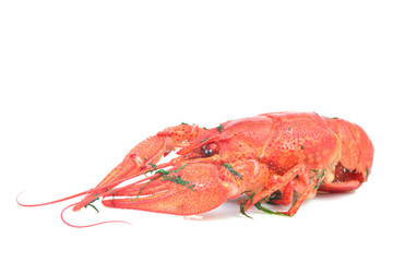 Cooked crawfish on a white background