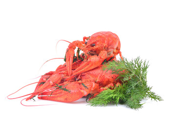 Cooked crawfish on a white background