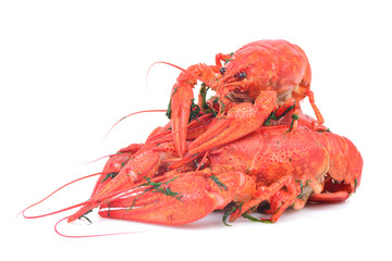 Cooked crawfish on a white background