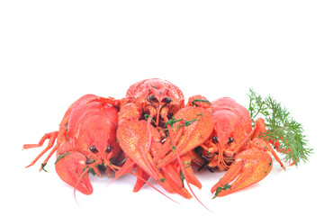 Cooked crawfish on a white background