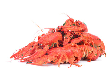 Cooked crawfish on a white background