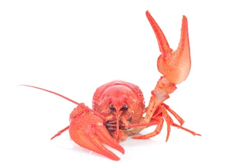 Poster Cooked crawfish on a white background © valeriy555