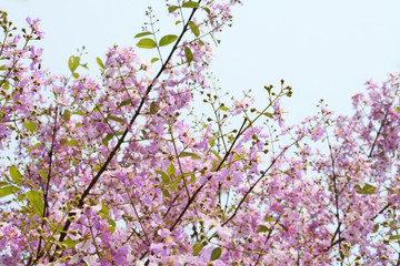 Purple flower blooming,Lagerstroemia loudonii flower on blue sky background