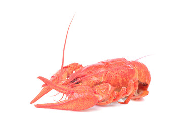 Cooked crawfish on a white background