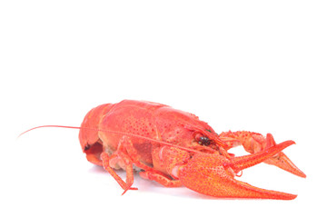 Cooked crawfish on a white background