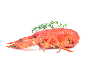 Cooked crawfish on a white background