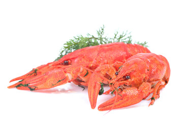 Cooked crawfish on a white background