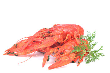 Cooked crawfish on a white background