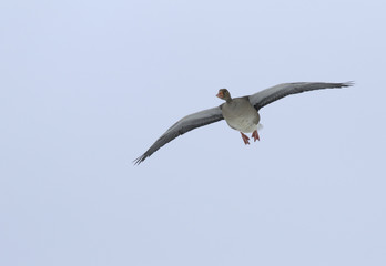 Fototapeta na wymiar Greylag Goose