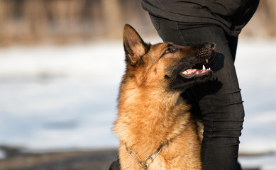 Shepherd dog at training session