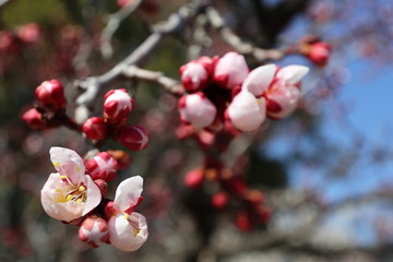 梅