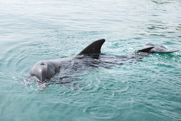 Obraz premium Close up portrait of dolphin smiling and looking to the camera. 