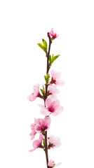 Obraz na płótnie Canvas Sakura flowers isolated