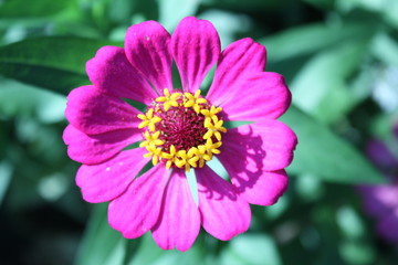 Fototapeta premium 花