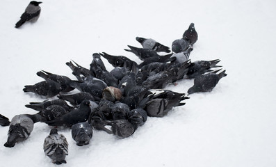 Pigeons feed in the winter. A lot of pigeons. A flock of pigeons. Birds feed in winter. Birds in the snow.