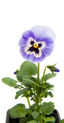 pansies isolated