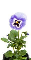 Peel and stick wallpaper Pansies pansies isolated