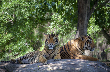 two tiger lying on rock floor © stockphoto mania