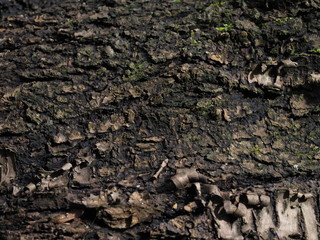 fine tree bark texture