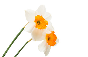 Naklejka na ściany i meble daffodils isolated