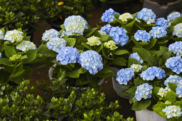 flowers in the garden