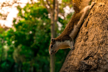 Brown squirrel on the tree at evening