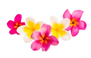 frangipani flower isolated - obrazy, fototapety, plakaty