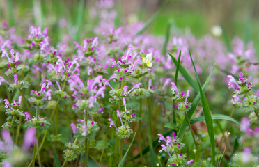 spring flowers in a meadow
