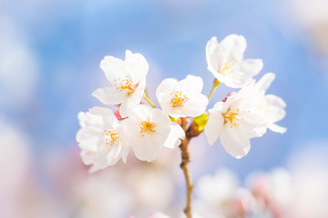Fototapeta premium 桜 ソメイヨシノ