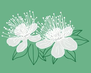 Myrtle flower isolated on green background