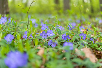 blossoming periwinkle in the forest
