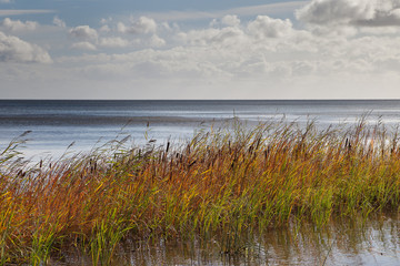 Grass in sea water, gulf of Riga, Baltic sea.