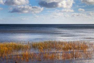 Grass in sea water, gulf of Riga, Baltic sea.