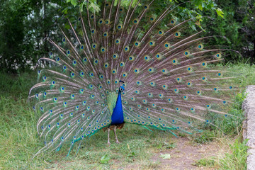 Obraz premium Peacock with spread tail