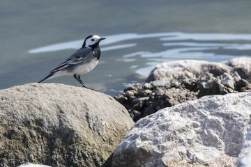 motacilla alba wagtail  bird