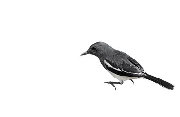 Oriental Magpie Robin or Copsychus Saularis Isolated on White Background, Clipping Path