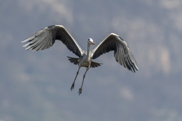 grey heron at lake