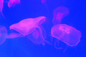 jellyfish in free swimming