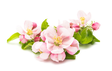 Obraz premium kwiaty jabłoni izolowane