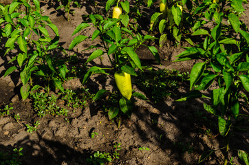 Pepper plant with fruits in garden
