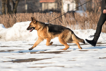 Shepherd dog in training with handler