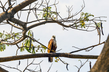 The Brahminy Kite, India
