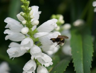 bee on a white flower