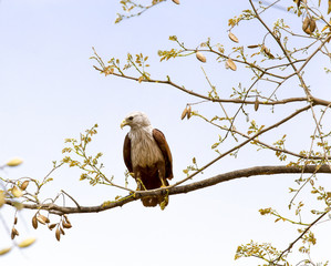 The Brahminy Kite, India