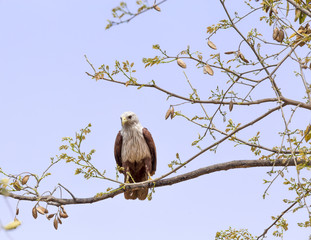 The Brahminy Kite, India