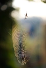 little spider weaves a web