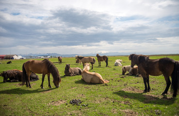 A herd of Icelandic horses in a pasture in Iceland