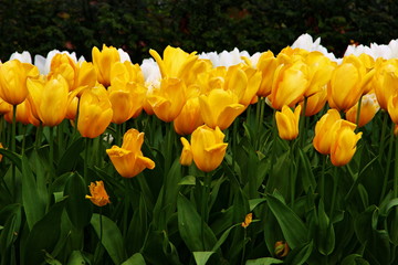 Obraz premium Tulip Border