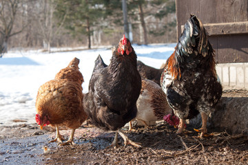 Rooster and hens in the yard in the village